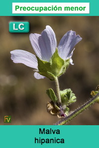 Malva hipanica