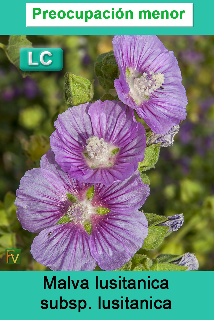 Malva lusitanica