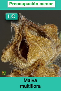 Malva multiflora
