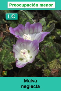 Malva neglecta