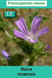 Malva nicaensis