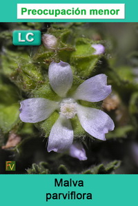 Malva parviflora