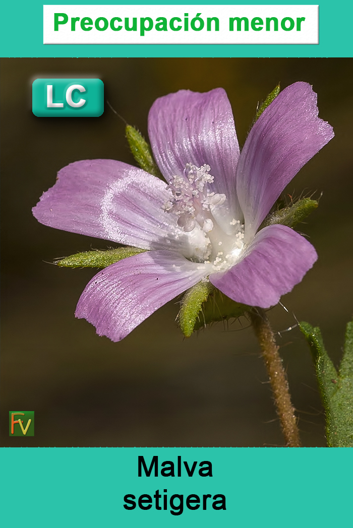Malva setigera