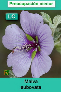 Malva subovata