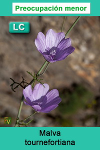 Malva tournefortiana
