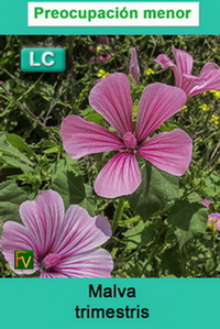 Malva trimestris