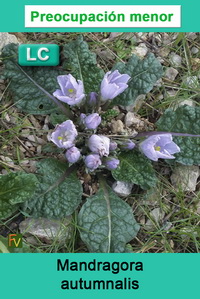 Mandragora autumnalis