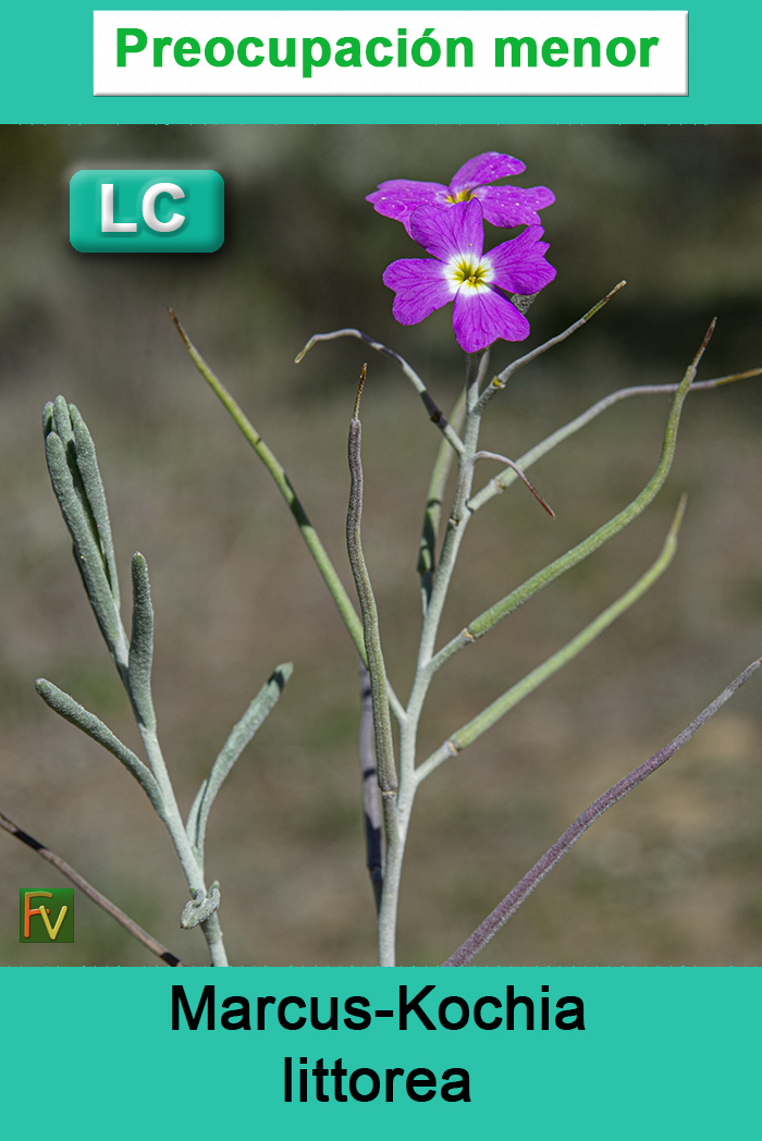 Marcus Kochia littorea