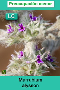 Marrubium alysson