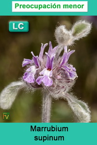 Marrubium supinum
