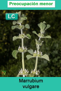 Marrubium vulgare
