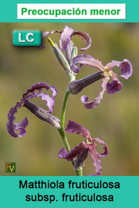 Matthiola fruticulosa fruticulosa