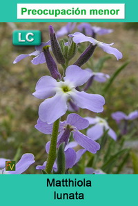Matthiola lunata