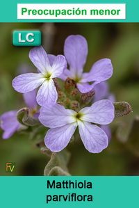 Matthiola parviflora
