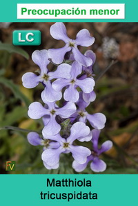 Matthiola tricuspidata