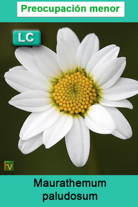 Maurathemum paludosum