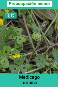 Medicago arabica