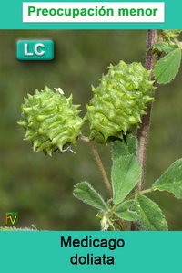 Medicago doliata