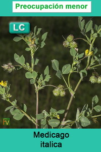 Medicago italica