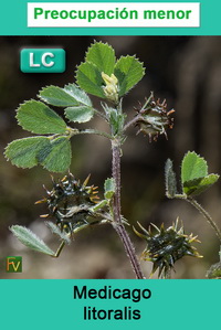Medicago litoralis