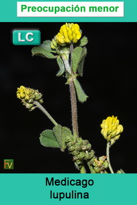 Medicago lupulina