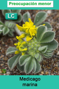 Medicago marina