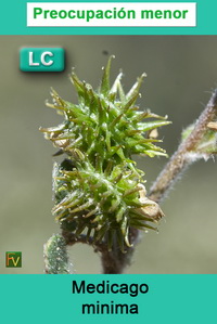 Medicago minima