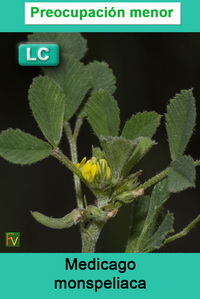 Medicago monspeliaca