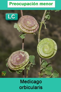 Medicago orbicularis