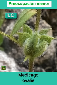 Medicago ovalis