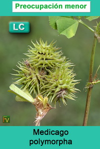 Medicago polymorpha
