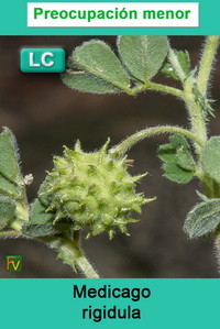 Medicago rigidula