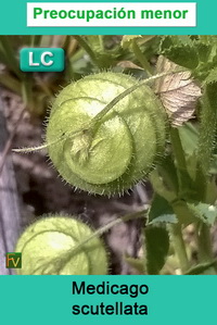 Medicago scutellata