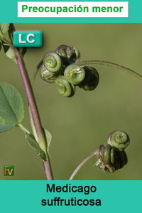 Medicago suffruticosa