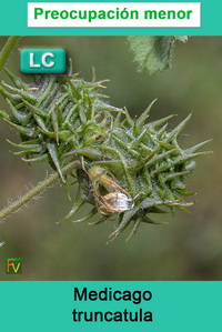 Medicago truncatula