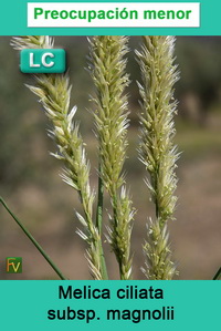 Melica ciliata magnolii