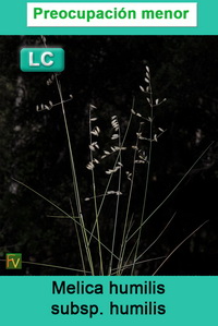 Melica humilis humilis