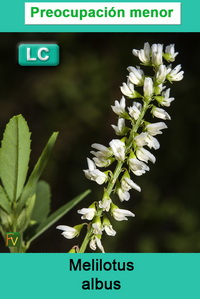 Melilotus albus