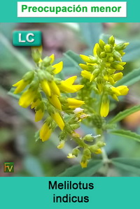 Melilotus indicus
