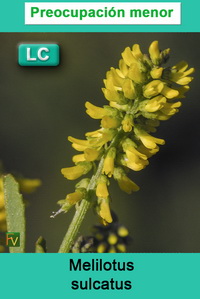Melilotus sulcatus
