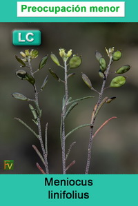 Meniocus linifolius