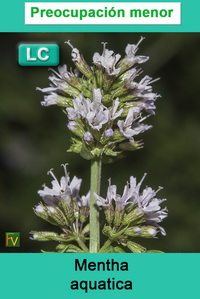 Mentha aquatica