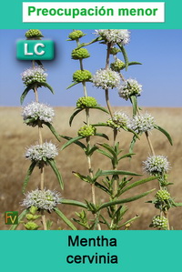 Mentha cervinia