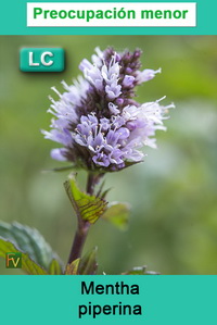 Mentha piperina