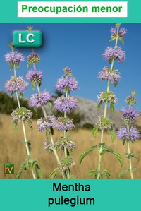 Mentha pulegium