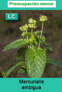 Mercurialis ambigua