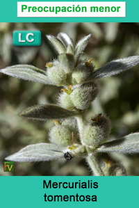 Mercurialis tomentosa
