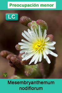 Mesembryanthemum nodiflorum