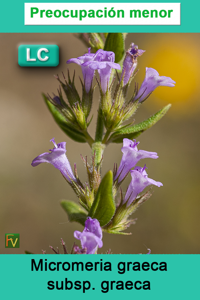 Micromeria graeca graeca