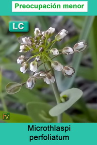 Microthlaspi perfoliatum